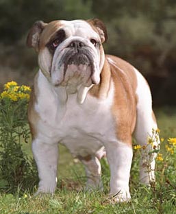 The bulldog is a symbol of determination for the U.K.