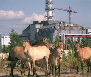Figure 4.) Przewalski's horse in front of Chernobyl unit four. Note the smaller, younger horses present.  (Wikipedia)